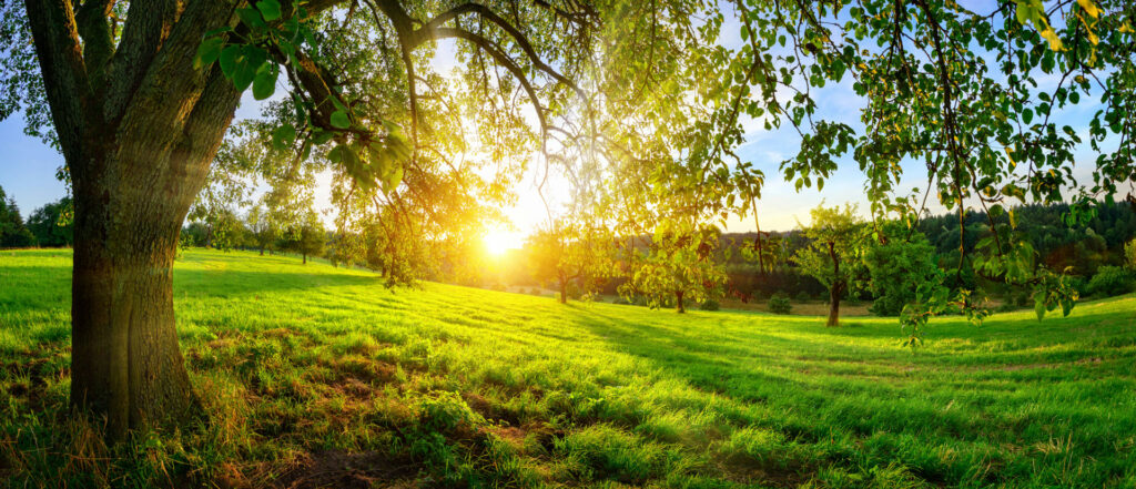 Peaceful Florida landscape at Harmony Hills, supporting mental health relapse prevention and recovery.