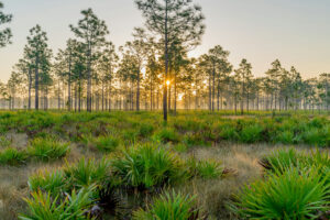 Residential mental health rehab near Umatilla Florida at Harmony Hills